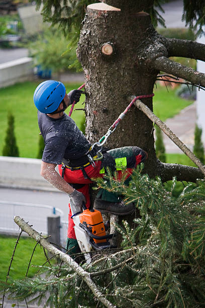 How Our Tree Care Process Works  in  Willis, TX